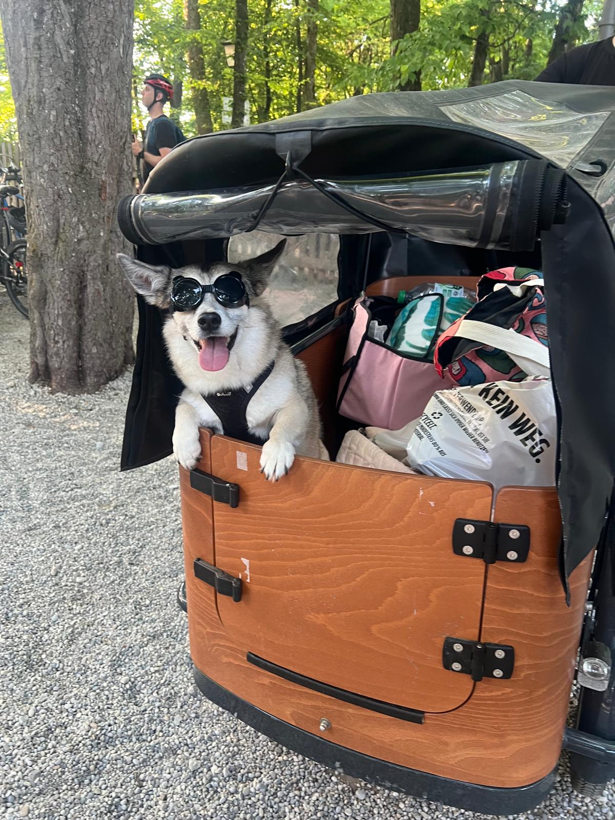 Hundesonnenbrillen