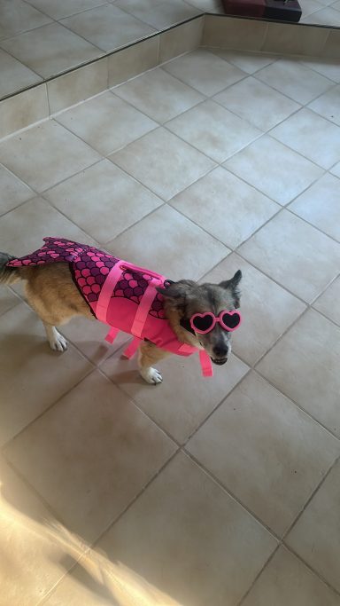 Hundesonnenbrillen